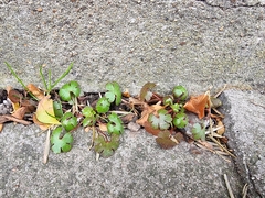Geranium lucidum