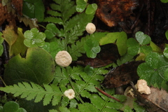 Paragymnopus perforans