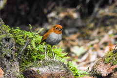 Grallaria rufocinerea