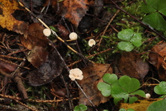 Paragymnopus perforans