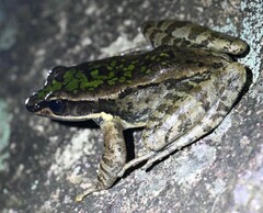 Odorrana exiliversabilis