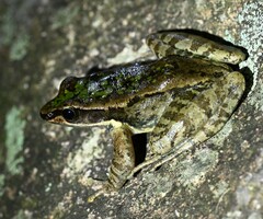 Odorrana exiliversabilis