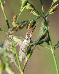 Crambus perlella