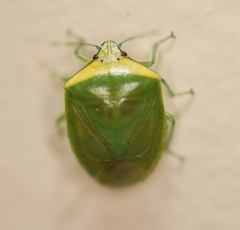 Glaucias