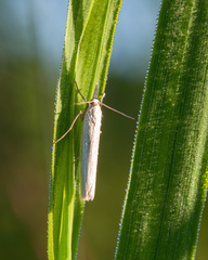 Crambus perlella