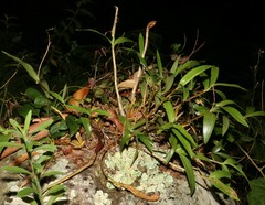 Dendrobium kingianum