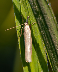 Crambus perlella