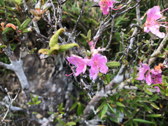 Rhododendron rubropilosum taiwanalpinum