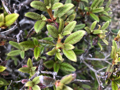 Rhododendron rubropilosum taiwanalpinum