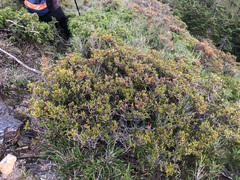 Rhododendron rubropilosum taiwanalpinum