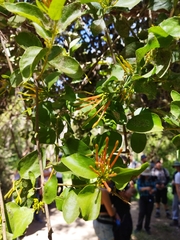 Tristerix corymbosus