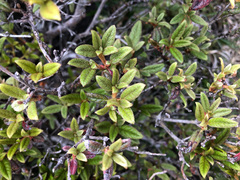 Rhododendron rubropilosum taiwanalpinum