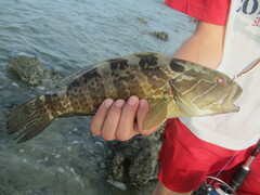 Epinephelus aeneus