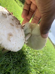 Chlorophyllum molybdites
