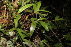 Dendrobium kingianum