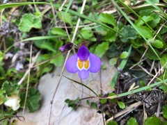 Mazus alpinus