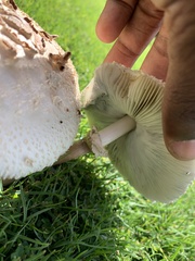 Chlorophyllum molybdites