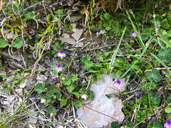 Mazus alpinus