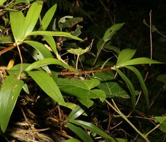 Dendrobium kingianum