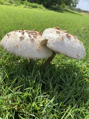 Chlorophyllum molybdites