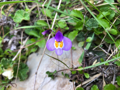 Mazus alpinus