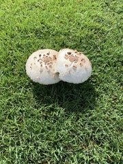 Chlorophyllum molybdites