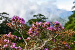 Rhododendron rubropilosum taiwanalpinum