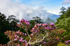 Rhododendron rubropilosum taiwanalpinum