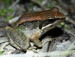Nidirana mangveni