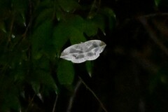 Cyclidia substigmaria