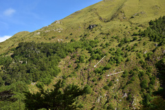 Rhododendron rubropilosum taiwanalpinum
