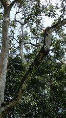 Cyrtorchis monteiroae