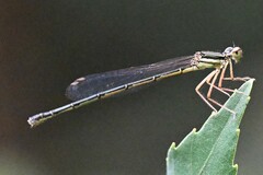 Platycnemis
