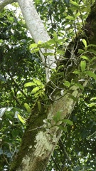 Cyrtorchis monteiroae