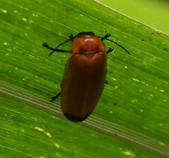 Abscondita