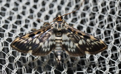 Rhimphalea sceletalis