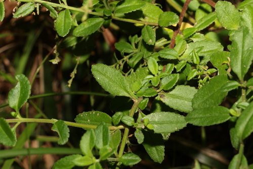 Image of Mountain Raspwort (Gonocarpus oreophilus) by (c) Greg Tasney, some rights reserved (CC BY-SA)