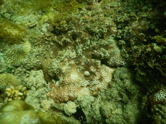 Leptastrea