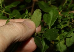 Gonocarpus oreophilus