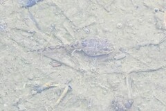 Fejervarya multistriata