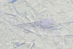 Fejervarya multistriata