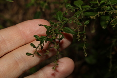 Gonocarpus oreophilus