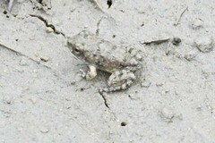 Fejervarya multistriata