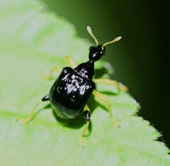 Phymatapoderus