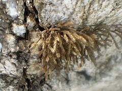 Selaginella sanguinolenta