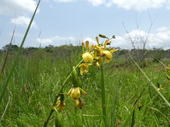 Eulophia angolensis image