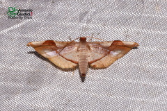 Calindoea elongatalis