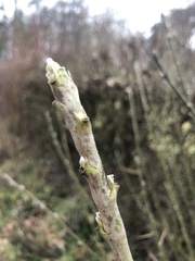 Laburnum anagyroides