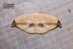 Callidrepana albiceris