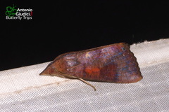Hypocala violacea
